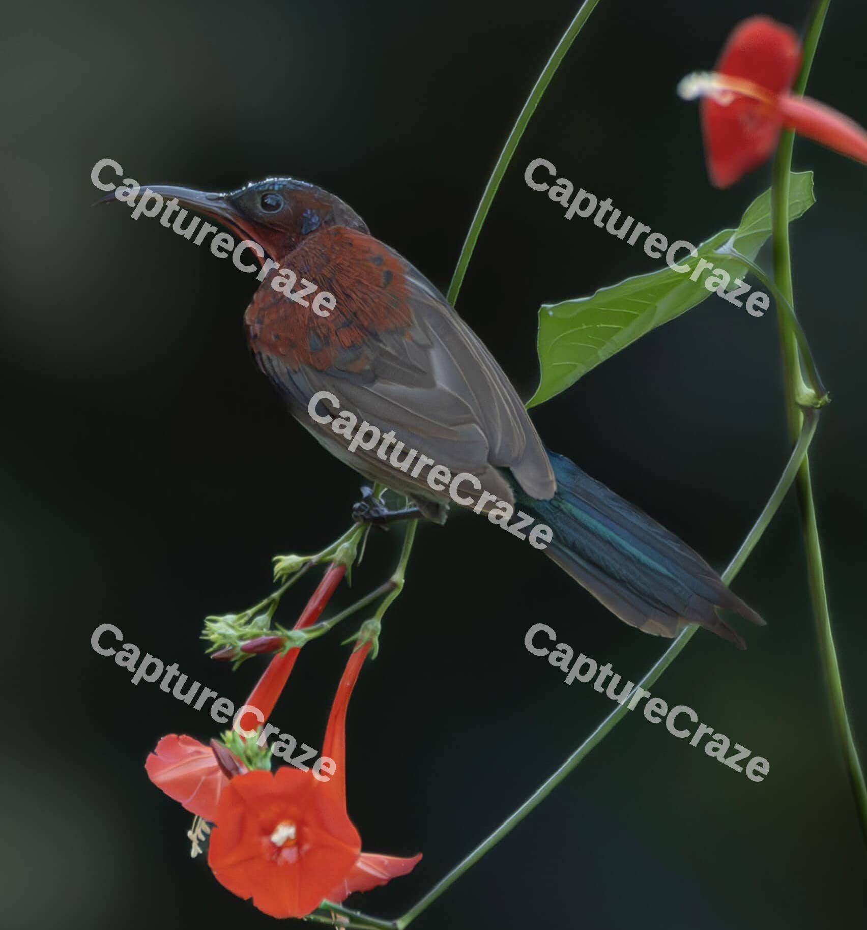 Black throated sunbird